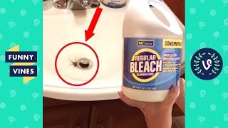 KILLS SPIDER WITH BLEACH 😂 | TRY NOT TO LAUGH - FUNNY VIRAL CLIPS