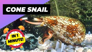 Cone Snail - In 1 Minute One Of The Most Dangerous Ocean Creatures In The World