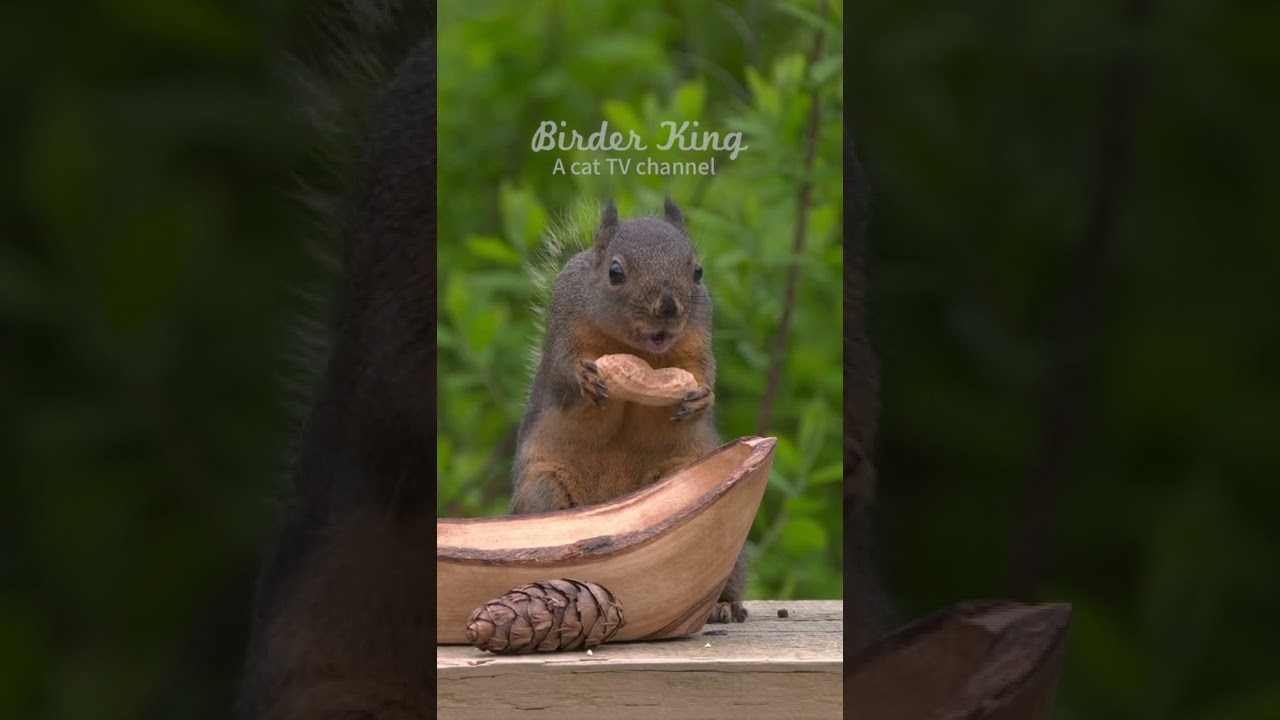 Squirrel King｜TikTok Search