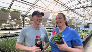 The Secret to Healthy Geraniums (Watering, Roots & Airflow)