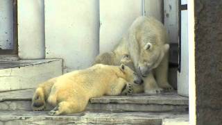 子供を寝かしつけるホッキョクグマ〜Polar Bear Mother puts a cub to sleep