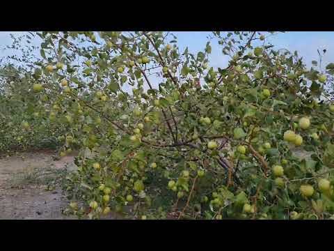 نبذة بسيطة عن السدر التفاحى فى سلطنة عمان لعام 2023