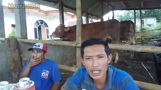 cara memilih sapi_ciri ciri dasar  yang harus di miliki peternak