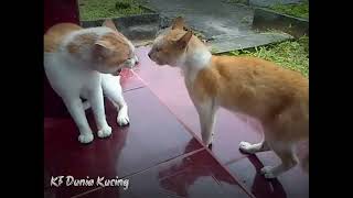 Fighting cat (Kelahi berebut ikan asin) by KF DUNIA KUCING 165 views 1 year ago 4 minutes, 57 seconds