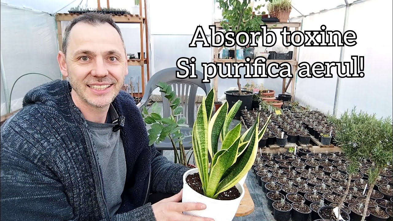cornstalk dracaena Buy Cornstalk Dracaena Green Plant