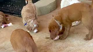 Raw Meaty Bones- RESEARCH￼ CANINE HEALTH/PROTECTION: Dr.C.Brady, Dr. T.Lonsdale, Dr.I.