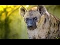 Hyena compilation