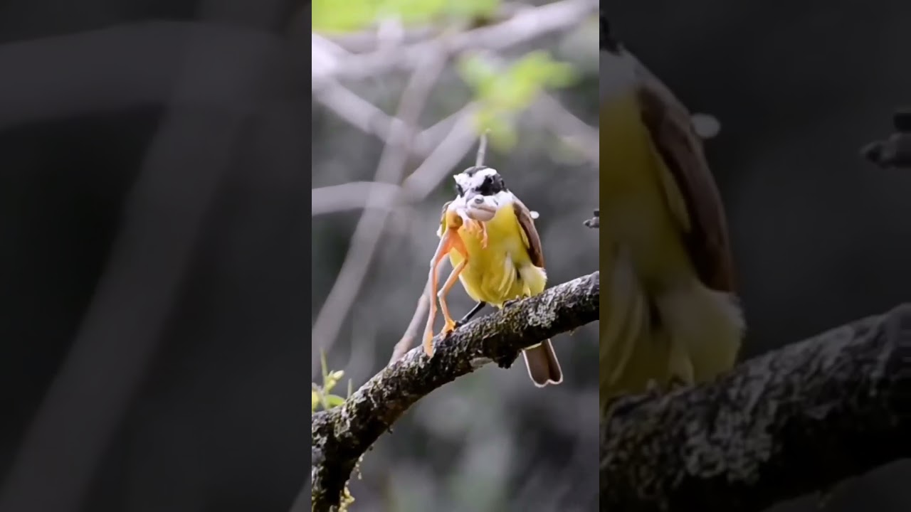 Birds are eating their food🦋| #birds #wildbirds #birdsounds