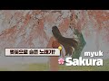 사라져도 지워지지 않는 봄날의 너 🌸 | Myuk - Sakura [MV+가사해석/발음]