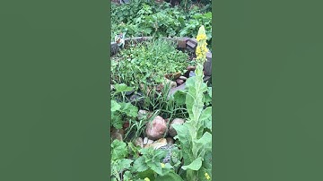 Welcome to Todays Broadcast  #lambsears