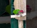 Most rare parrot❤️#youtubeshorts #ytshorts #parrot #cuteanimals #funnyanimals #shorts #shortfeed