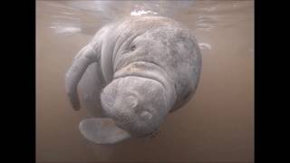 Joe Cocker INTO THE MYSTIC Manatee Florida VAN MORRISON COVER Sea Mammal MERMAID LOVE Sea Cow