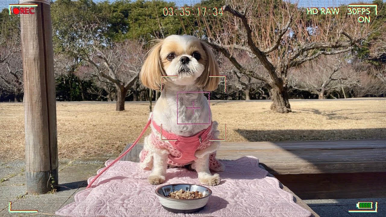 【シーズー】休日の朝の過ごし方 