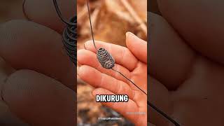 Kelompok lebah menyelamatkan ratunya‼️😨