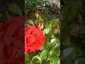 #розы #rose #цветы #flowers #plants
