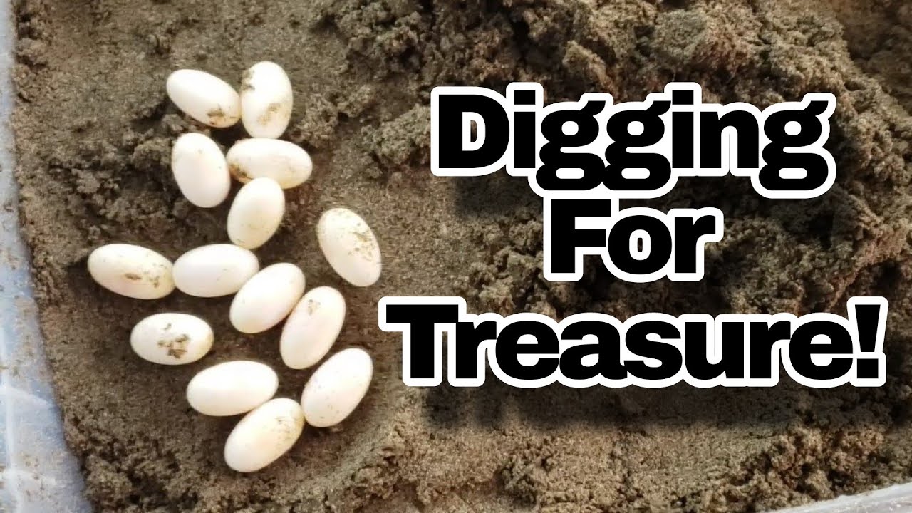 Bearded Dragon Breeding Digging For Beardie Eggs! YouTube