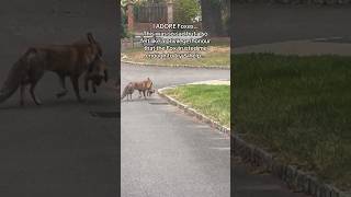 This Fox Wanted Me To Save Its Cub