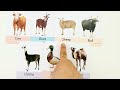 wild animals name in english and hindi || जंगली जानवर के नाम || pet animals name || पालतू जानवर