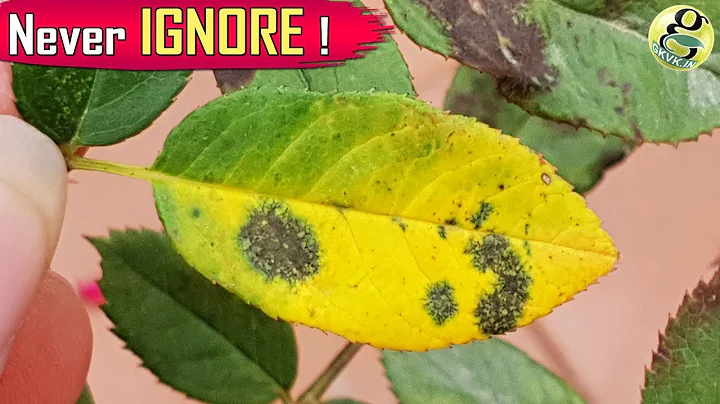 Black Spot Rose Disease – Treatment | Die Black - Save Rose Plant - DayDayNews