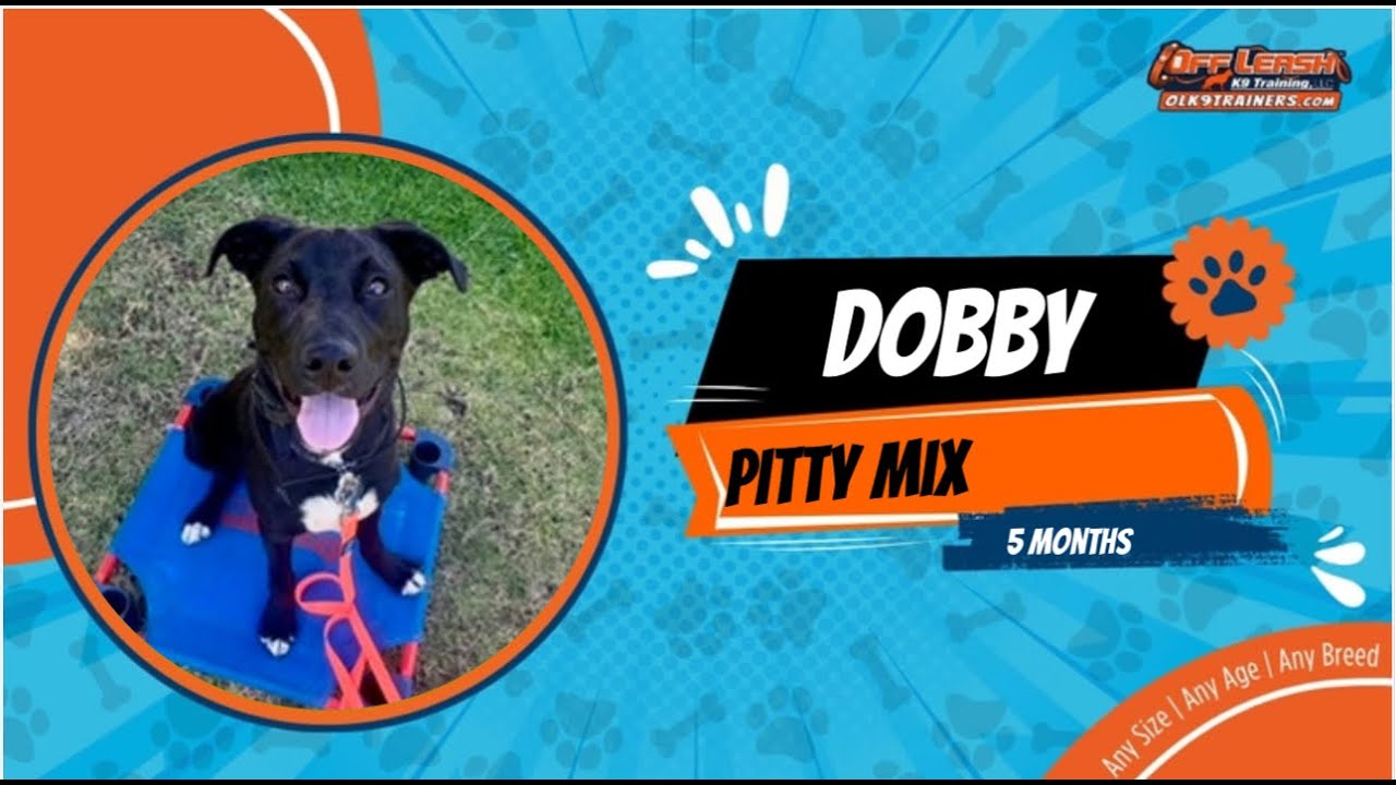 Off Leash Dog Training: Transform Your Pet's Behavior