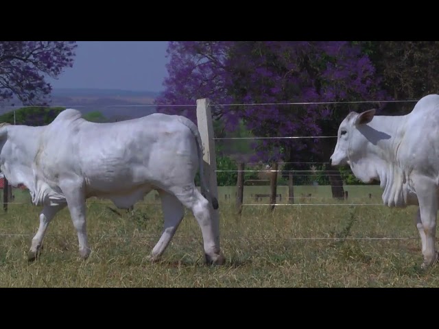 LOTE 06   14546 14641 mp4