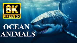 OCEAN ANIMALS 8K Ultra HD – Sea Life and Coral Reef by 8K VIDEOS HDR 28,732 views 4 months ago 20 minutes