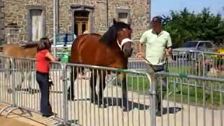 Horses from Ardennes at Salers' Breeding / Elevage Salers & Chevaux Ardennais