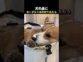犬の鼻にヨーグルトをのせてみたら