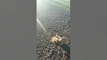 Суслик не влезает в норку