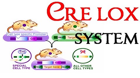 Cre lox recombination system