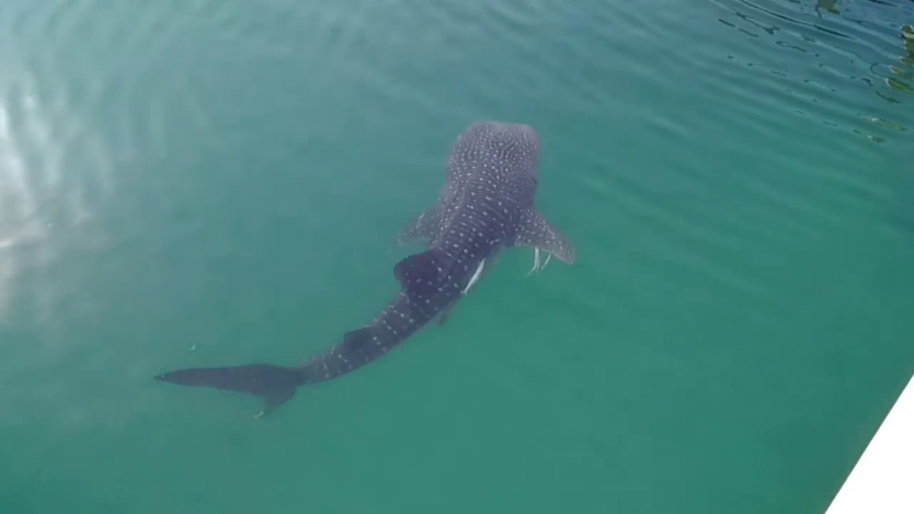 Whale Shark Spotted in Dubai, Palm Jumeirah YouTube