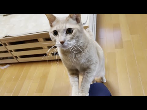 「ごはんを準備して」お父さんの膝に手をのせてお願いする猫