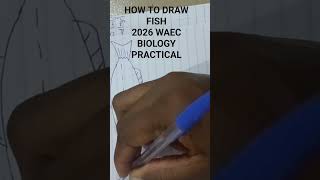HOW TO DRAW FISH,WAEC 2026 BIOLOGY PRACTICAL