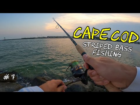 Cape Cod Striped Bass Fishing + Penn 7' Battle III 4000 Travel Rod