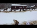 Aliy Zirkle's dogs howling at the Takotna Checkpoint