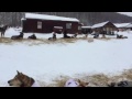 Aliy Zirkle's dogs howling at the Takotna Checkpoint