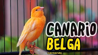 Canario Belga Cantando #204 Canto de Canário Belga para Esquentar Qualquer Canário Frio