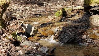 Bachgeflüster Creek Sounds - Gehresbach - 4K