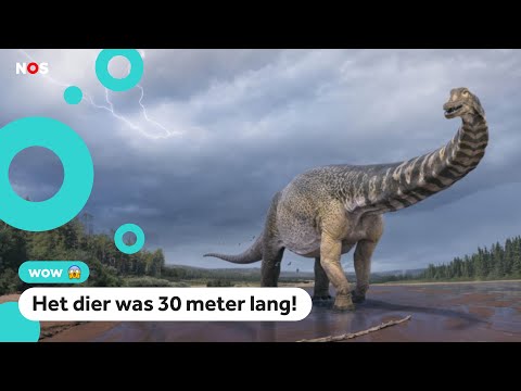 Enorme dinosaurus blijkt nieuwe soort