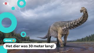 Enorme dinosaurus blijkt nieuwe soort