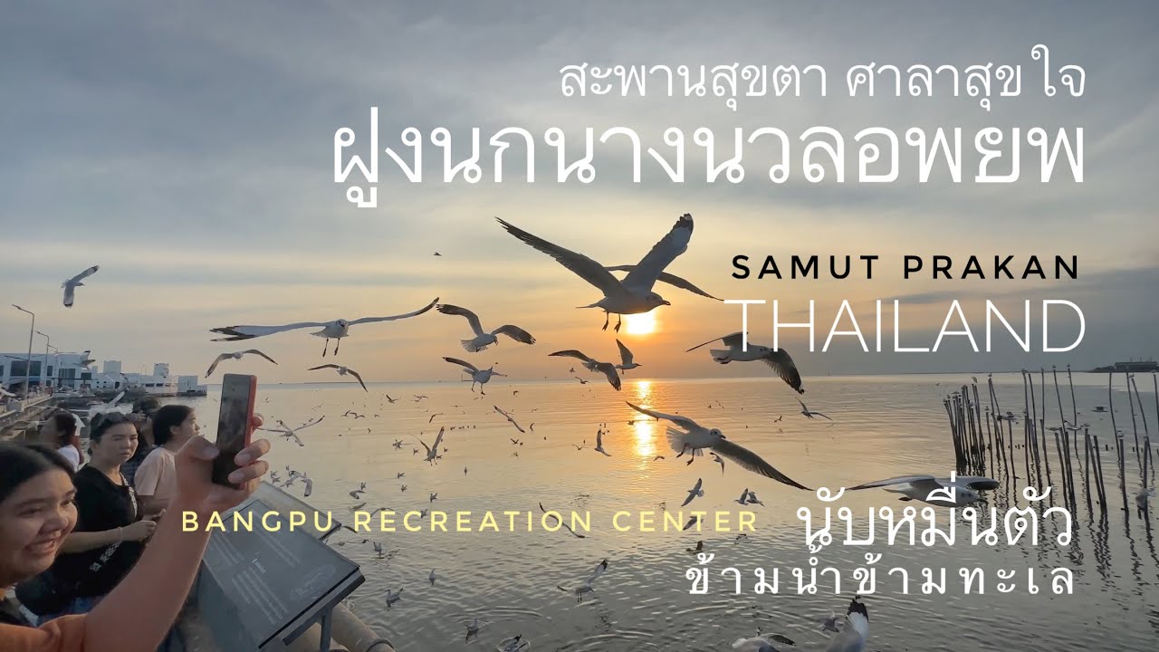 นกนางนวลอพยพ นับหมื่นตัว สถานตากอากาศบางปู สมุทรปราการ (Bangpu Recreation Center) samut prakan [4K]