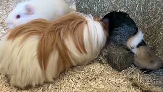 Guinea pigs trying a new snack