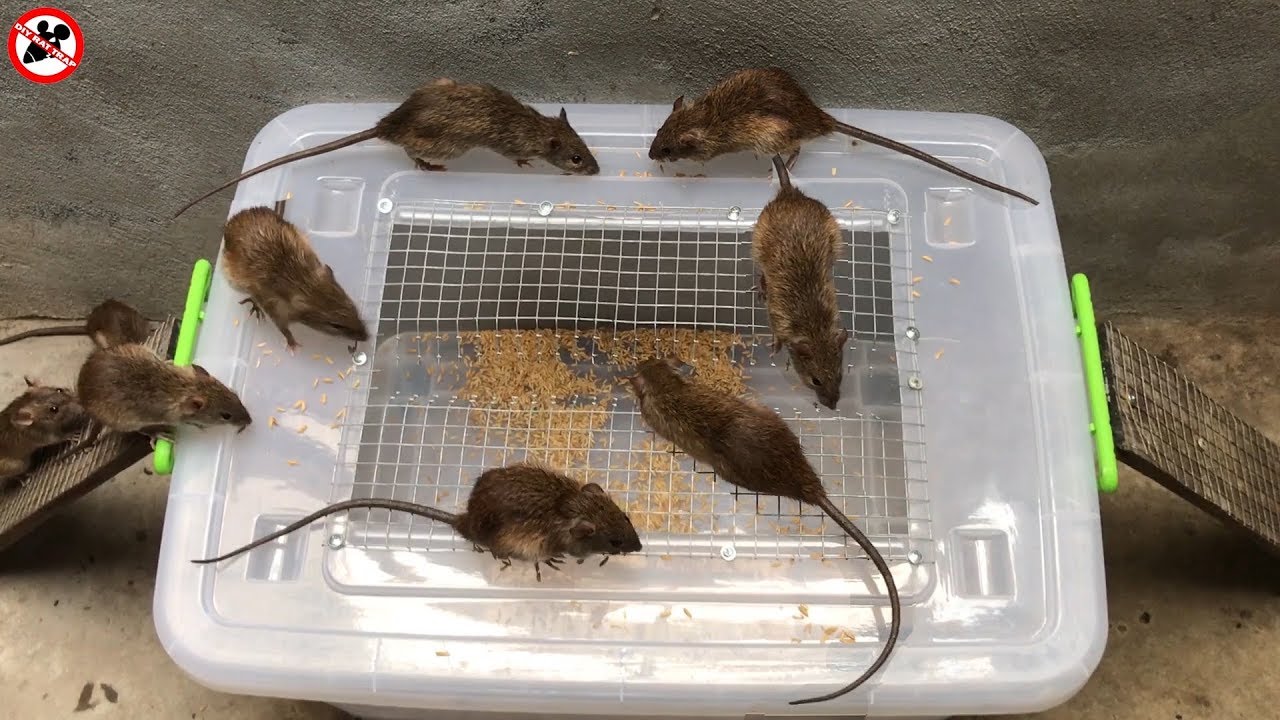 4 moyens de fabriquer des pièges à souris à la maison - M6