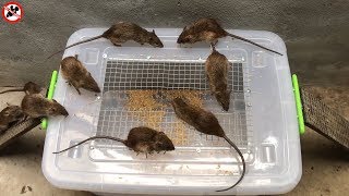 Meilleures idées piège à rats  Top 10 piège à souris électrique #3 