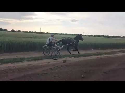 Черния кошмар Герман