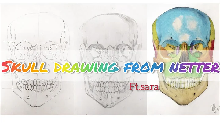 Skull drawing |skull drawing from netter |draw a s...