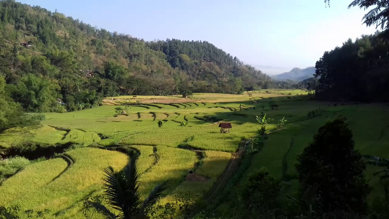 Pemandangan Sawah Pedesaan Yang Indah Views Of Rice Fields In