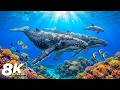 The Best Aquarium 8K ULTRA HD 🐠 Beautiful Reef Fish &amp; Calm Night Sleep Ambience