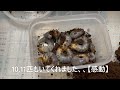 パプアキンイロクワガタ幼虫【マットから菌糸へ】