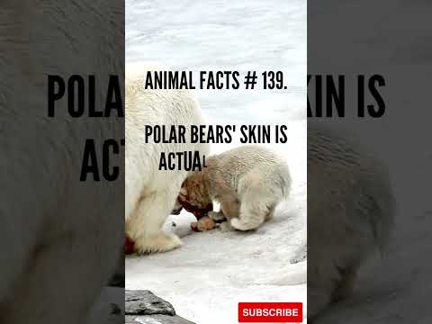 Polar Bear Facts